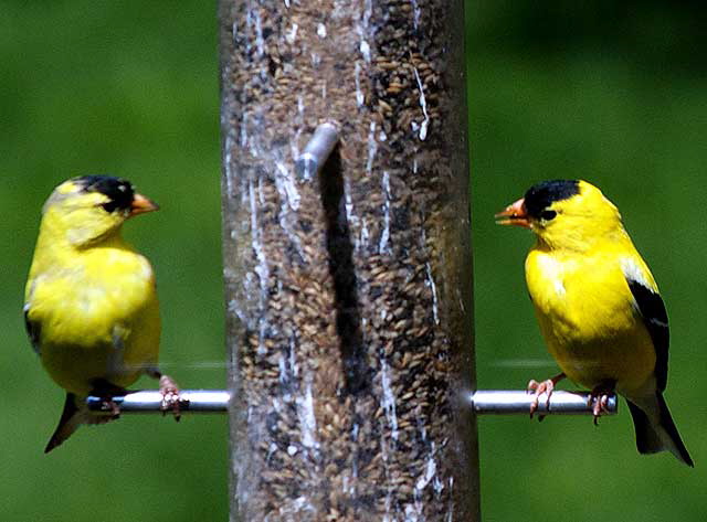 American Goldfinch (Cadruelis tristis), East Brunswick, New Jersey, Sunday, April 26, 2009 - photo by Marin A. Hewitt