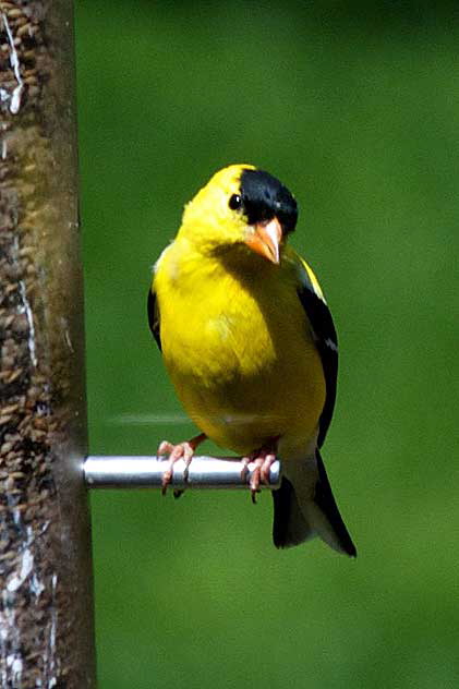 American Goldfinch (Cadruelis tristis), East Brunswick, New Jersey, Sunday, April 26, 2009 - photo by Marin A. Hewitt