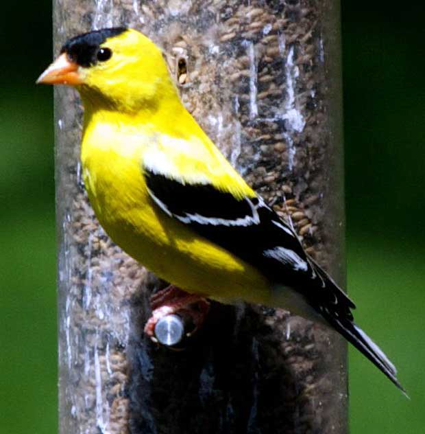 American Goldfinch (Cadruelis tristis), East Brunswick, New Jersey, Sunday, April 26, 2009 - photo by Marin A. Hewitt