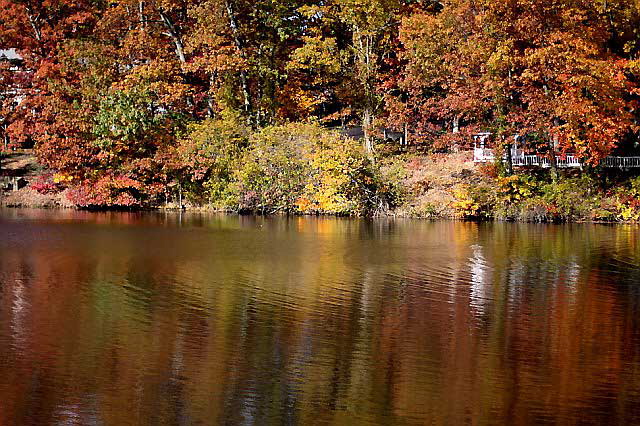 November Woods, photograph by Martin A. Hewitt - Sunday, November 2, 2008