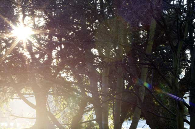 Saint Stephen's Green, Dublin, Ireland, December 7, 2008 - photo by Marin A. Hewitt, all rights reserved