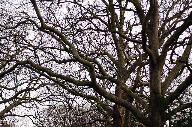 Saint Stephen's Green, Dublin, Ireland, December 7, 2008 - photo by Marin A. Hewitt, all rights reserved