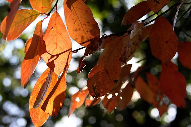 Autumn Back East, photo by Marin A. Hewitt