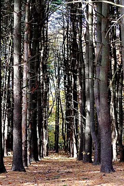 November Woods, photograph by Martin A. Hewitt - Sunday, November 2, 2008