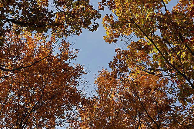 November Woods, photograph by Martin A. Hewitt - Sunday, November 2, 2008