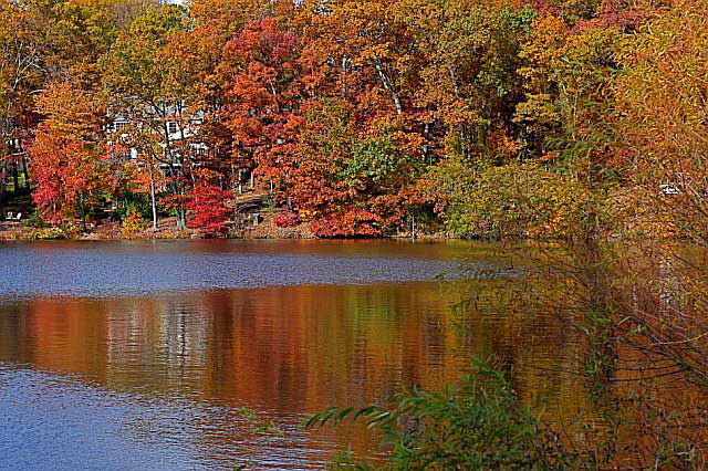 November Woods, photograph by Martin A. Hewitt - Sunday, November 2, 2008