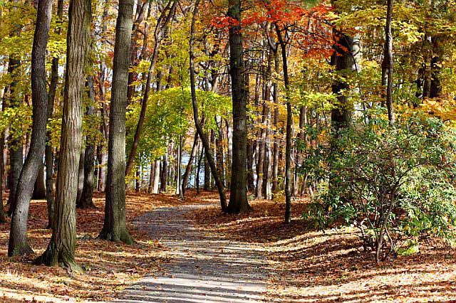 November Woods, photograph by Martin A. Hewitt - Sunday, November 2, 2008
