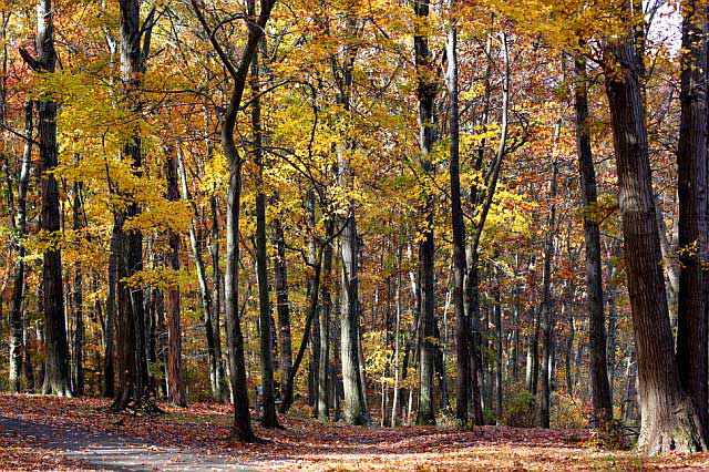 November Woods, photograph by Martin A. Hewitt - Sunday, November 2, 2008