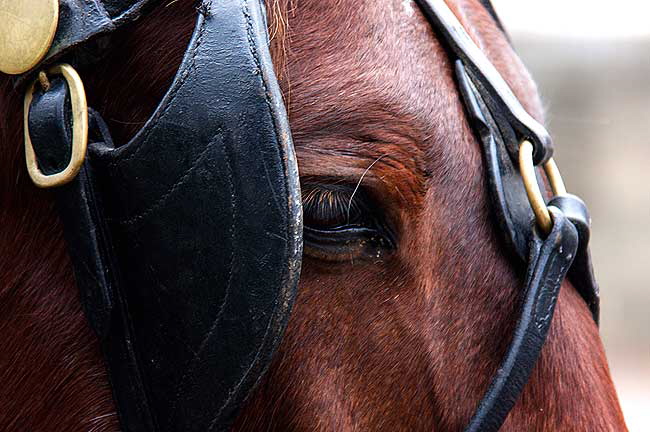 A horse in New Jersey  Photo Copyright  2009 - Martin A Hewitt