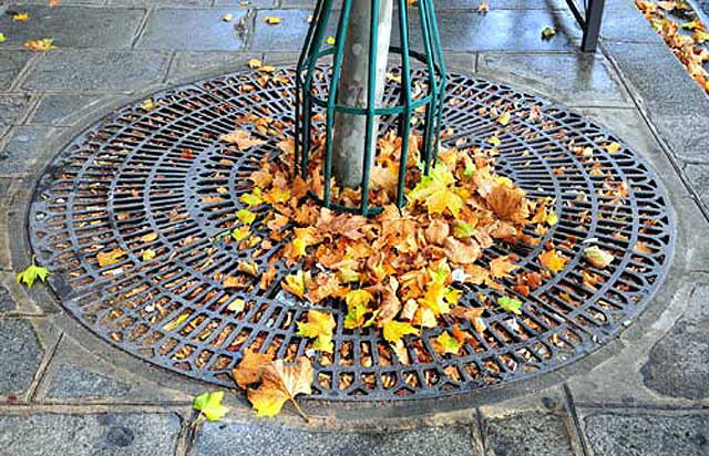 Paris - "A few fresh leaves on a tree grill, before being snatched away by the city's leaf snatchers."