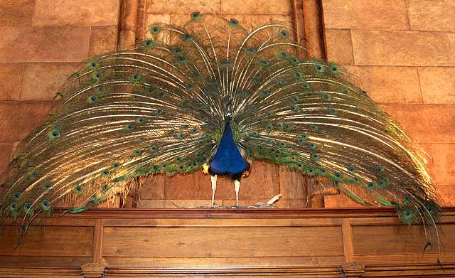 Peacock