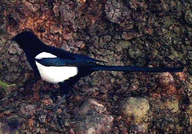 Magpie, Dublin, Ireland - photo, Martin A. Hewitt