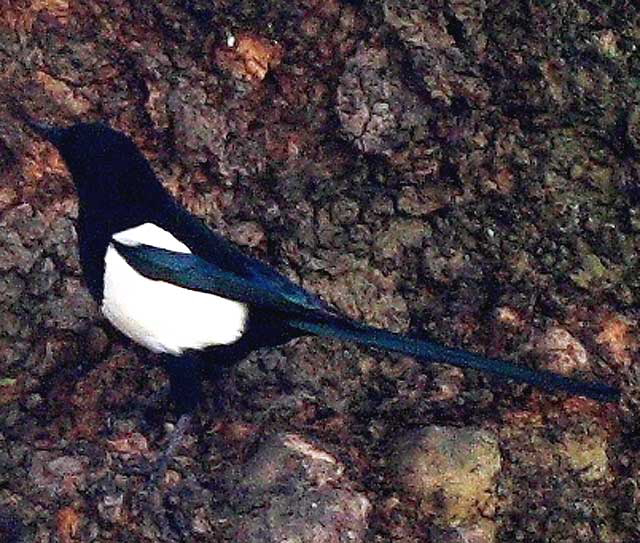 Magpie, Dublin, Ireland - photo, Martin A. Hewitt