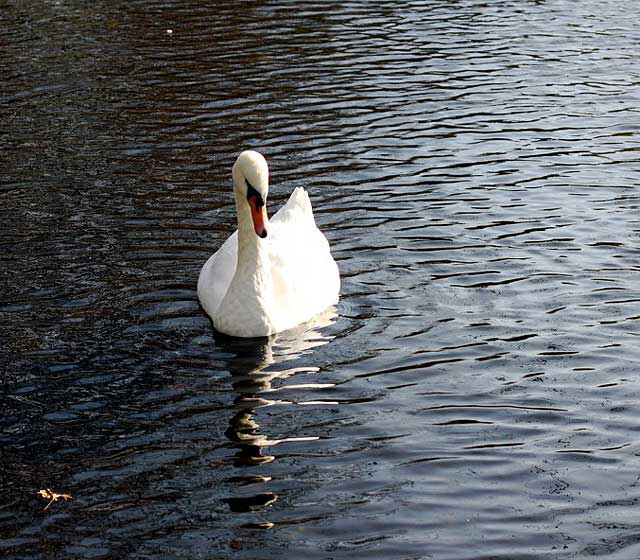 Swan, Dublin, Ireland - photo, Martin A. Hewitt