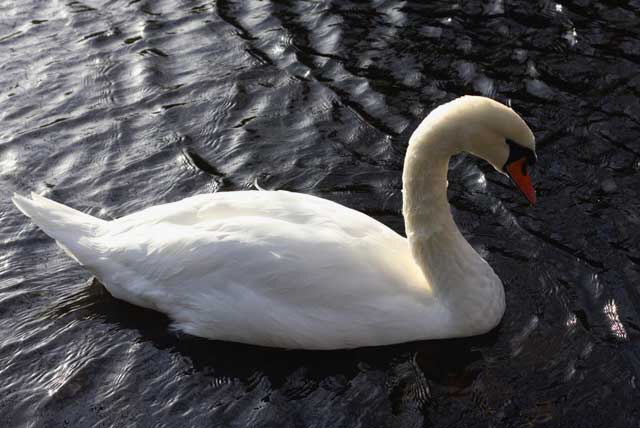 Swan, Dublin, Ireland - photo, Martin A. Hewitt