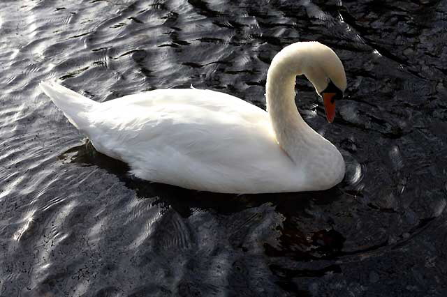 Swan, Dublin, Ireland - photo, Martin A. Hewitt