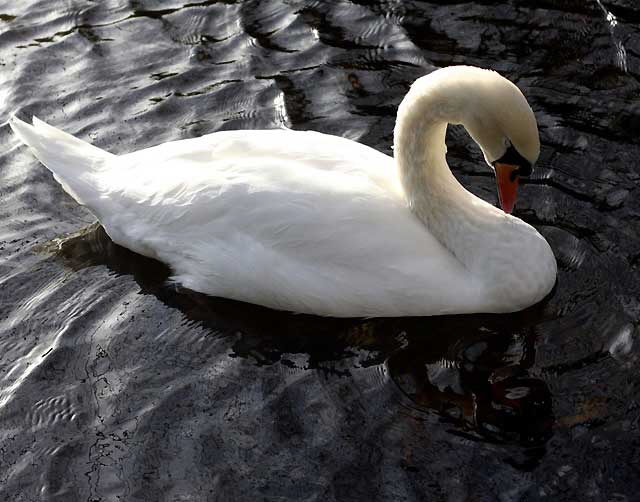 Swan, Dublin, Ireland - photo, Martin A. Hewitt