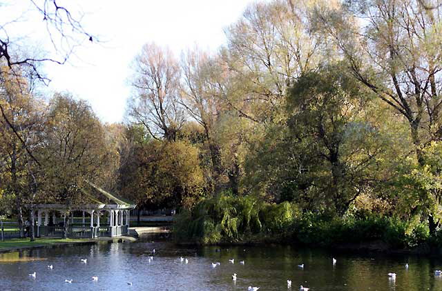 Swans, Dublin, Ireland - photo, Martin A. Hewitt