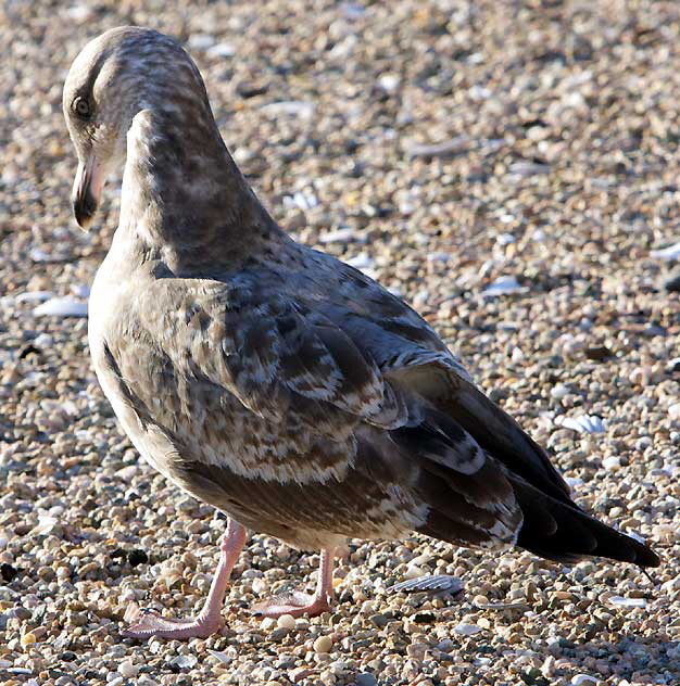 Gull, photograph copyright  Martin A. Hewitt - used by permission, all rights reserved