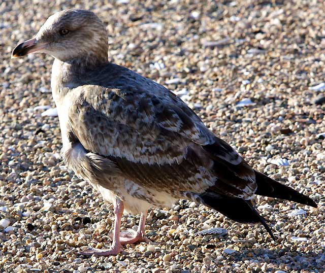 Gull, photograph copyright  Martin A. Hewitt - used by permission, all rights reserved