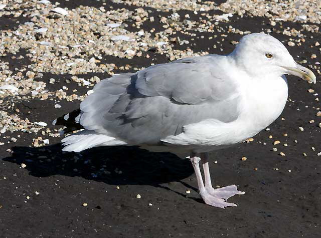 Gull, photograph copyright  Martin A. Hewitt - used by permission, all rights reserved