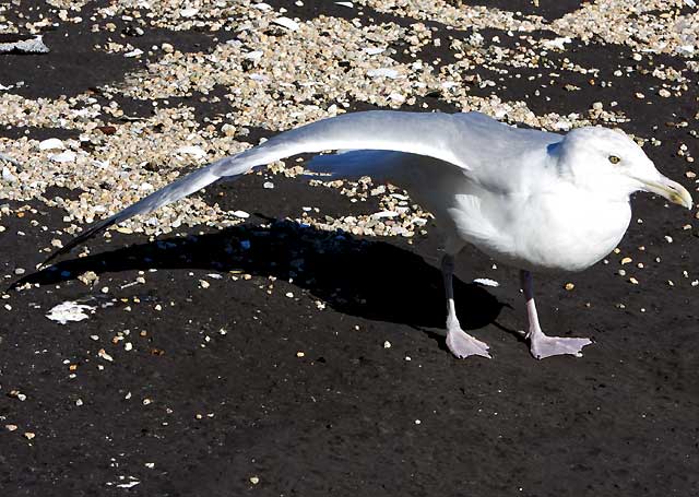 Gull, photograph copyright  Martin A. Hewitt - used by permission, all rights reserved
