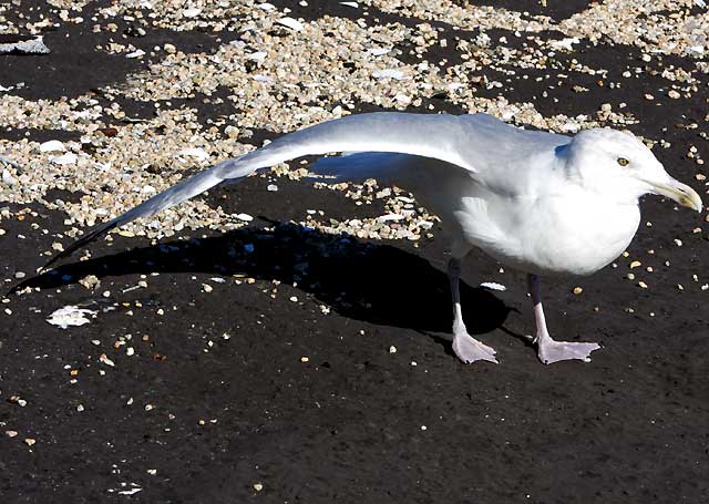 Gull, photograph copyright  Martin A. Hewitt - used by permission, all rights reserved