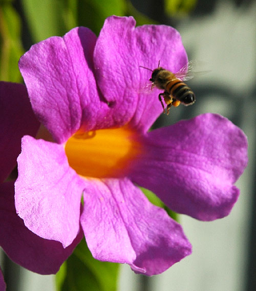 A bee at work, mid-morning, Saturday, November 18, the northwest corner of Selma and Courtney, Hollywood