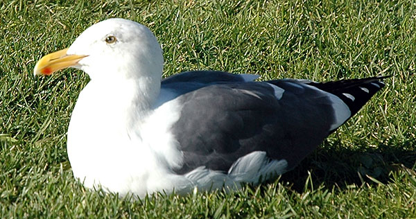 Gull on grass, Venice Beach