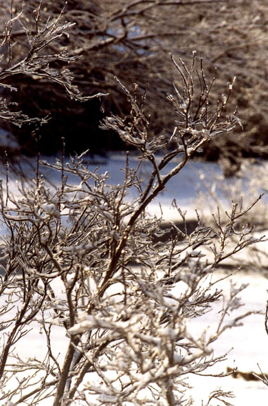 Ice Storm, Rochester, New York - Photograph Copyright  V. W. Hope, 2007, all rights reserved 