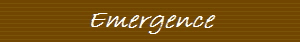 Emergence