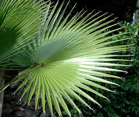 There's a reason they call it Fan Palm