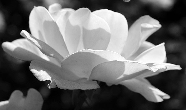 White Rose, close-up