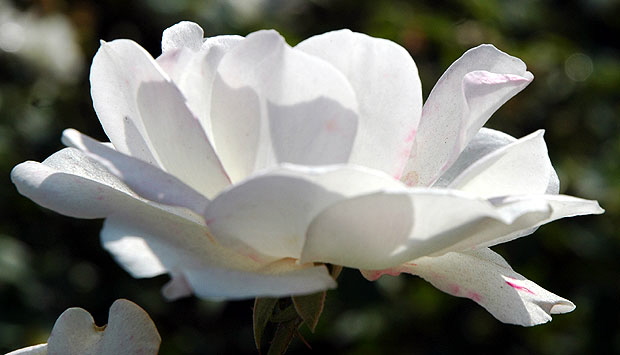 White Rose, close-up