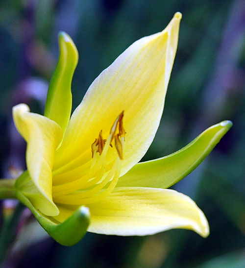 Yellow bloom - close-up