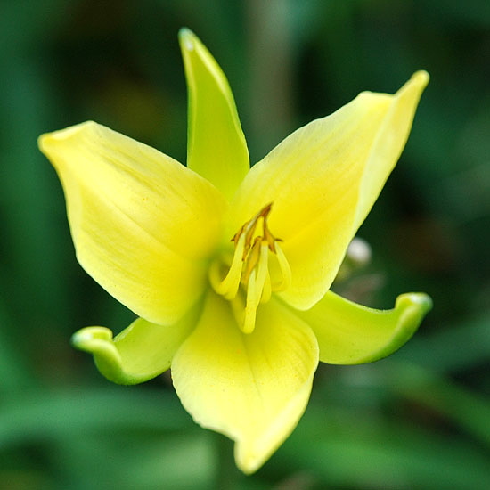 Yellow bloom - close-up