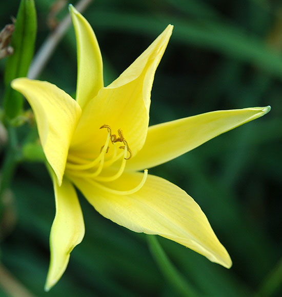 Yellow bloom - close-up