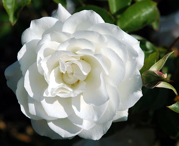 White Rose, close-up