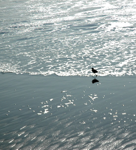 Bird on the beach - Santa Monica