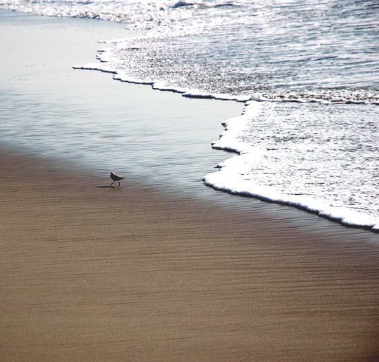 Bird on the beach - Santa Monica