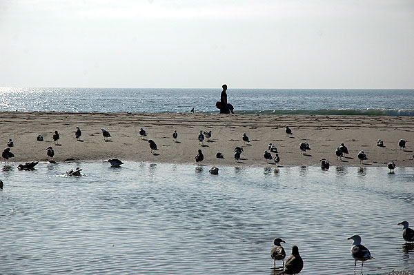 Gulls on the beach - Santa Monica