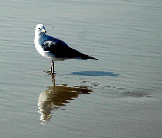 Gull on the beach - Santa Monica