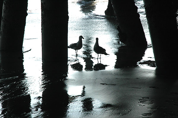 Gulls in the pier - Santa Monica