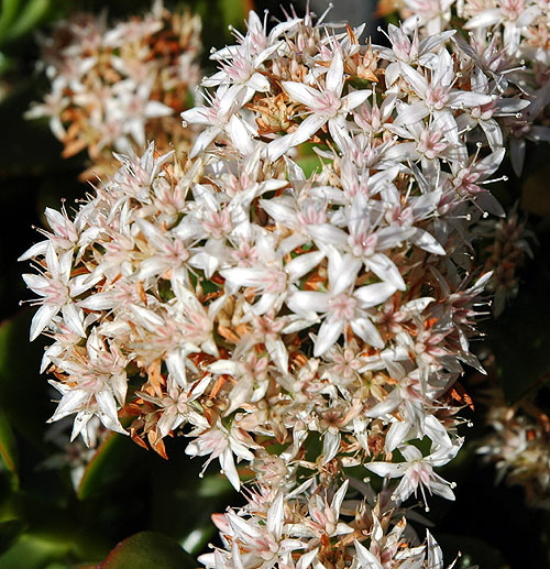 Crassula ovata - Jade Plant, in bloom