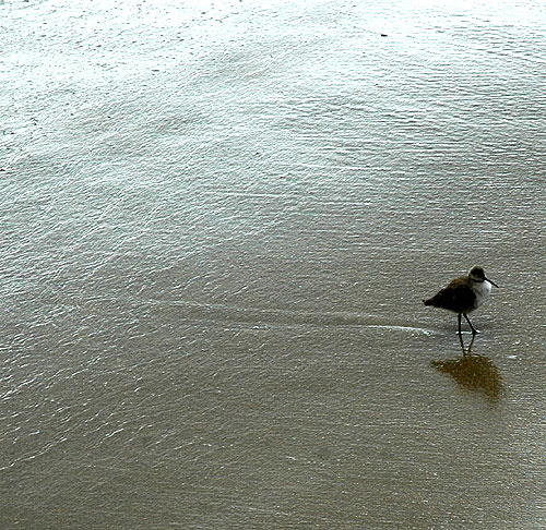 Shorebird at the pier at Malibu, noon on 11 January 