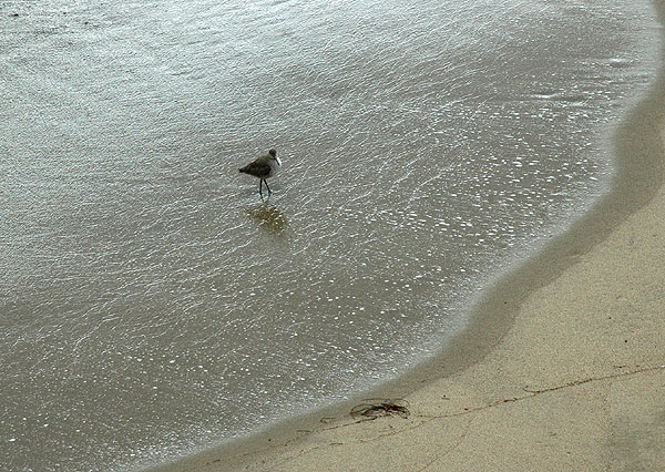 Shorebird at the pier at Malibu, noon on 11 January 