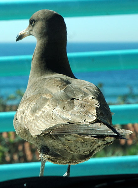 Gull on hood of Mini Cooper, Manhattan Beach, California 