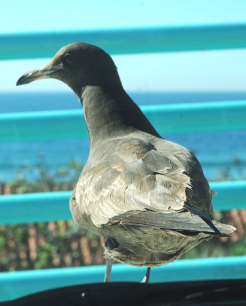 Gull on hood of Mini Cooper, Manhattan Beach, California 