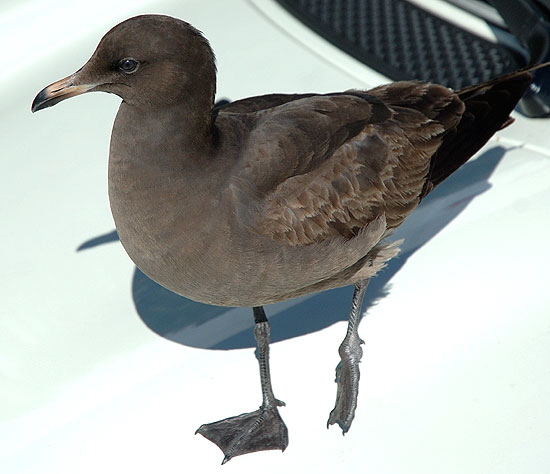 Gull on hood of Mini Cooper, Manhattan Beach, California 