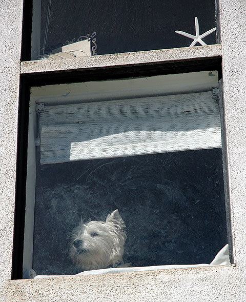 A local dog in a window at the base of the Manhattan Beach pier keeps an eye on the surfers.